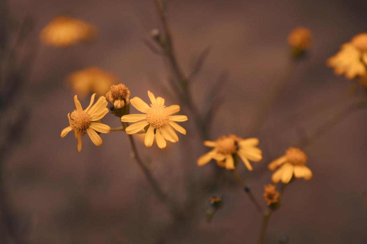 הוילה לואי טריכארט Leshiba Wilderness מראה חיצוני תמונה
