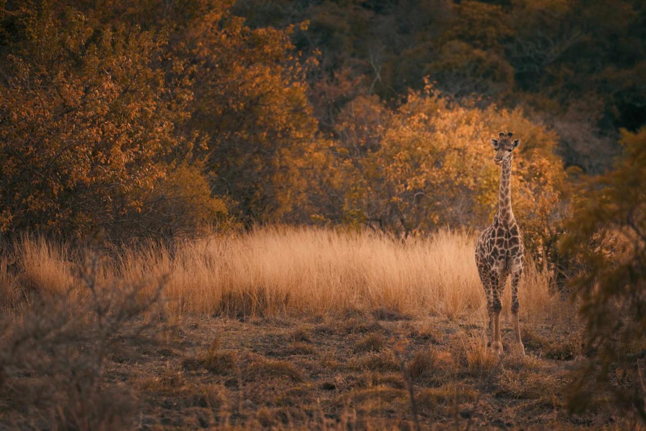 הוילה לואי טריכארט Leshiba Wilderness מראה חיצוני תמונה