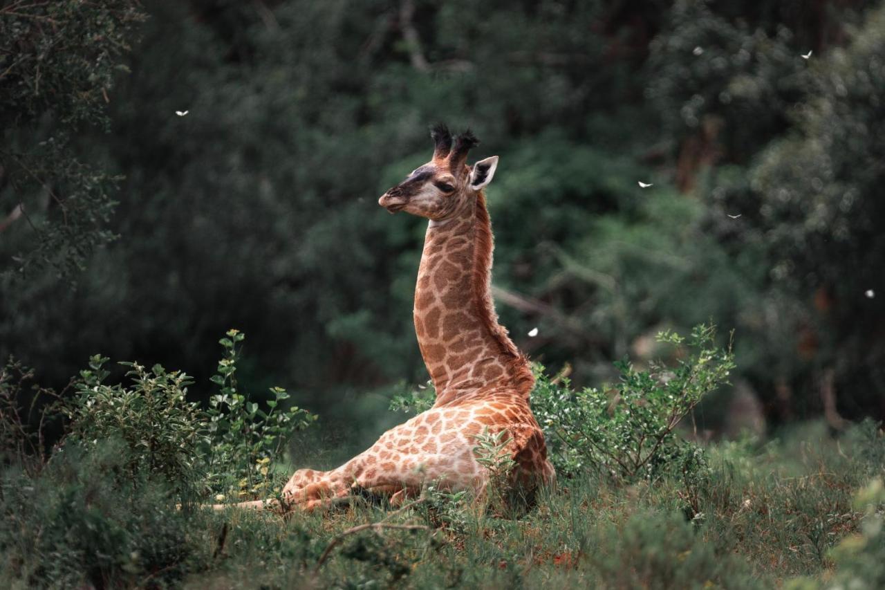 הוילה לואי טריכארט Leshiba Wilderness מראה חיצוני תמונה